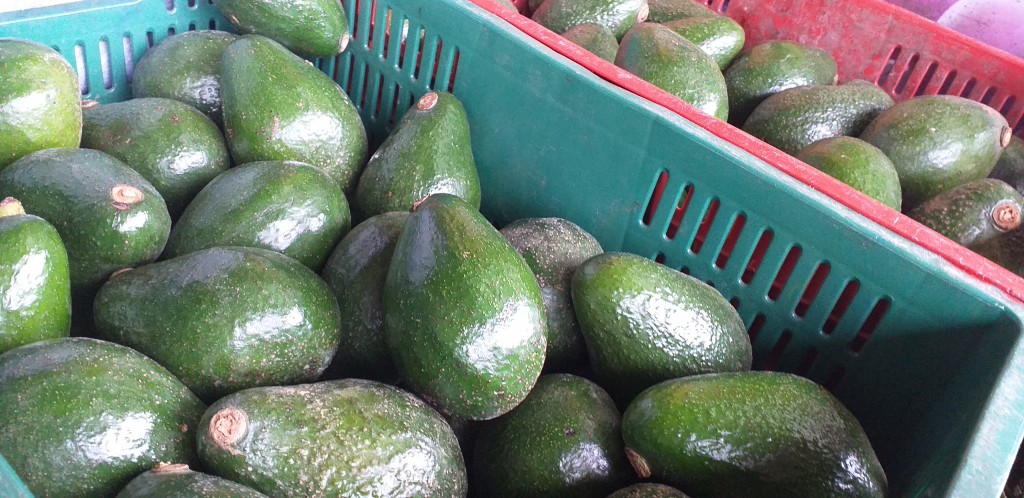 Aguacate injerto