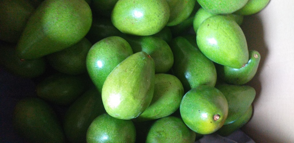 Aguacate papelillo