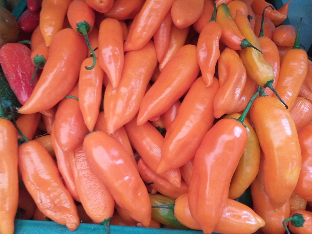 Aji referecia peruano Amarillo