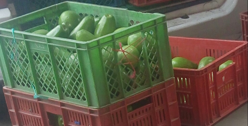 Aguacate papelillo