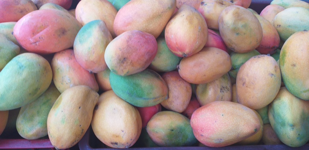 Mango yulima