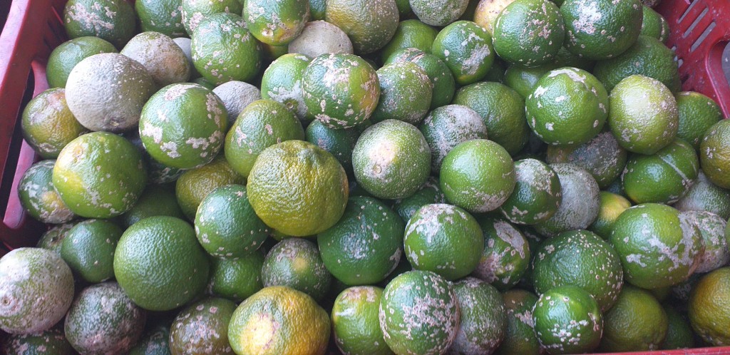 Limon mandarino