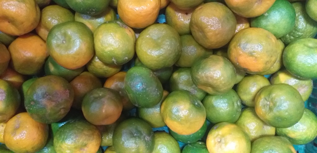 Mandarina oneco 2da