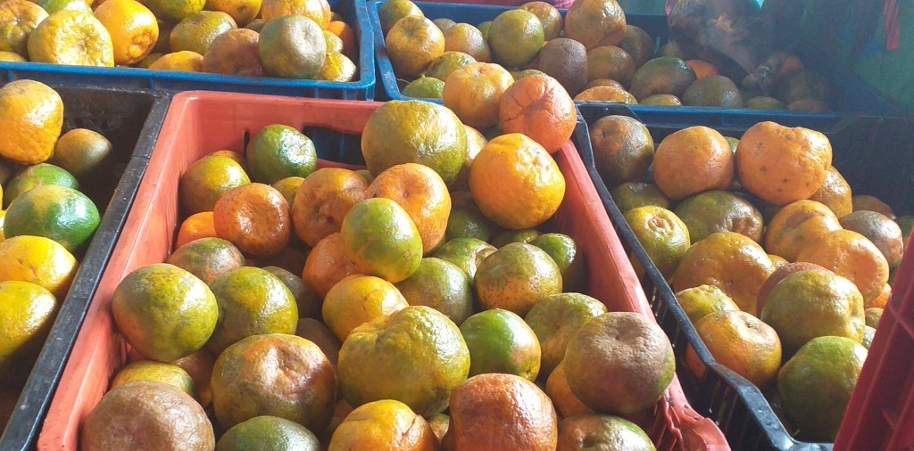 Mandarina oneco 1ra