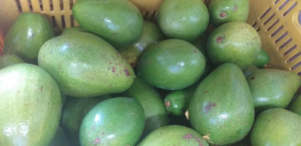 Aguacate papelillo verde