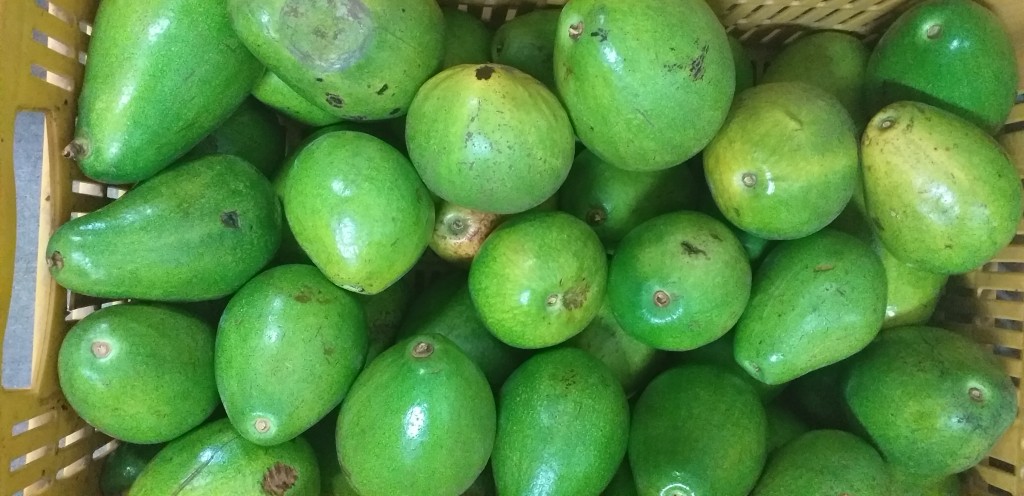 Aguacate papelillo maduro