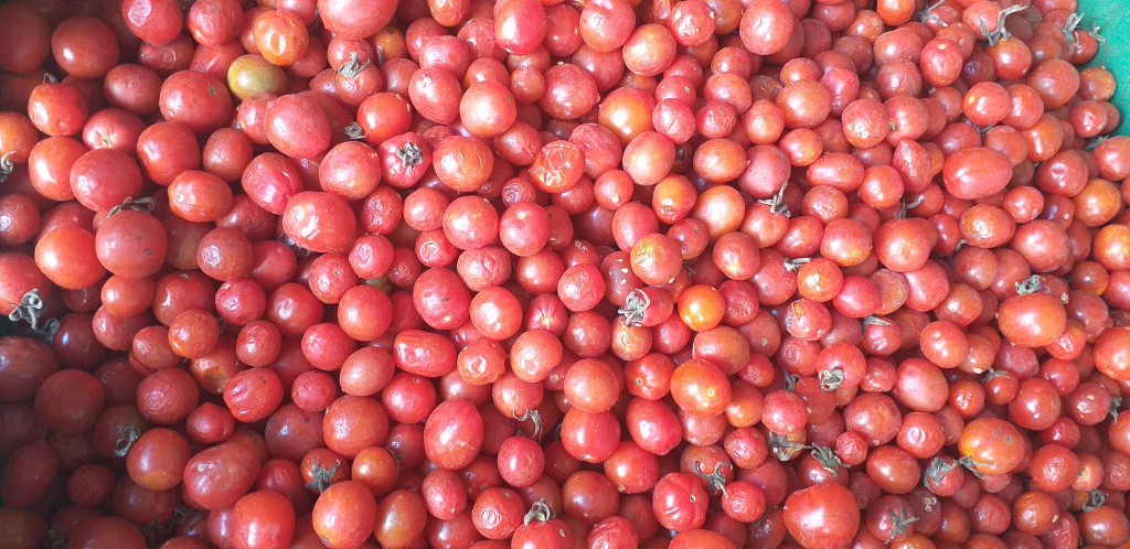 Tomate cherry