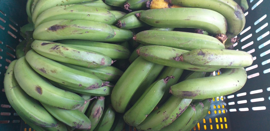 Banano criollo 2da