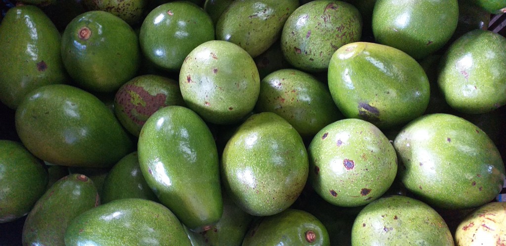 Aguacate papelillo
