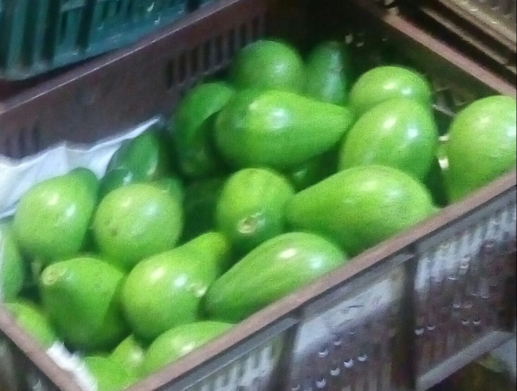 Aguacate papelillo