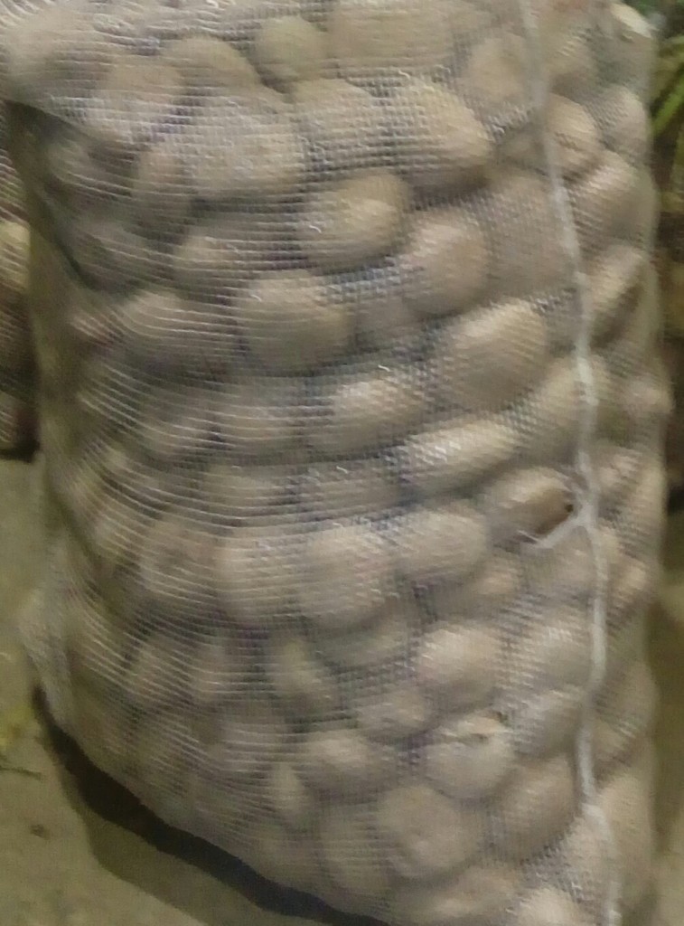 Papa r12