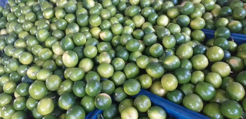 Limon tahiti grueso