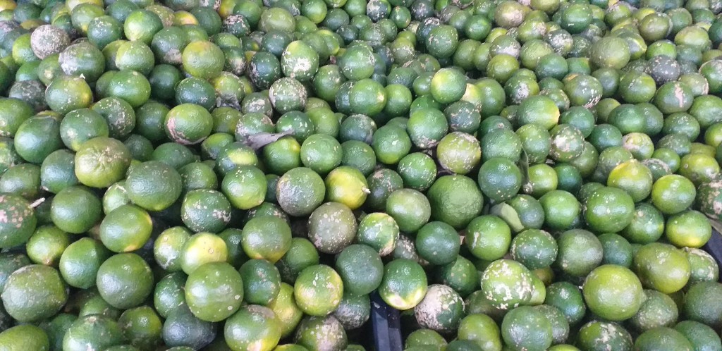 Limon mandarino
