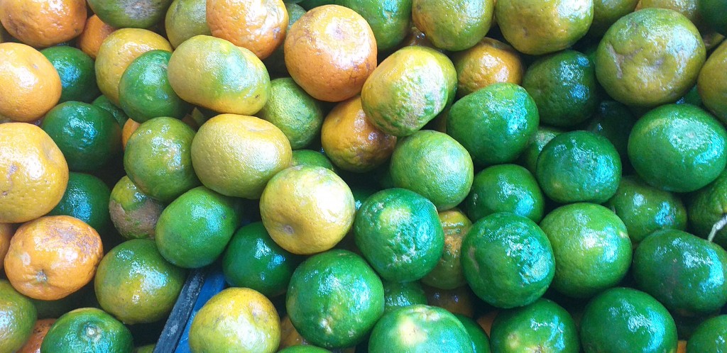 Mandarina oneco 1ra