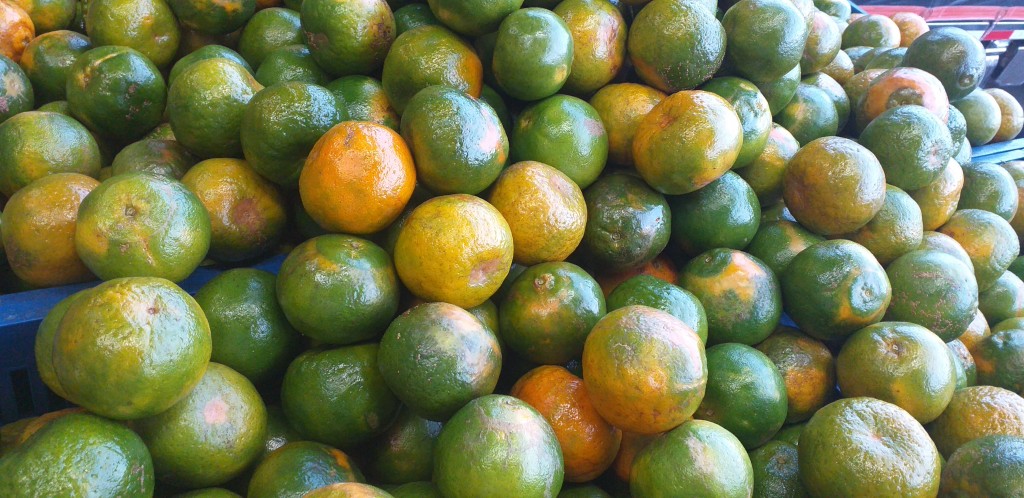 Mandarina oneco 2da