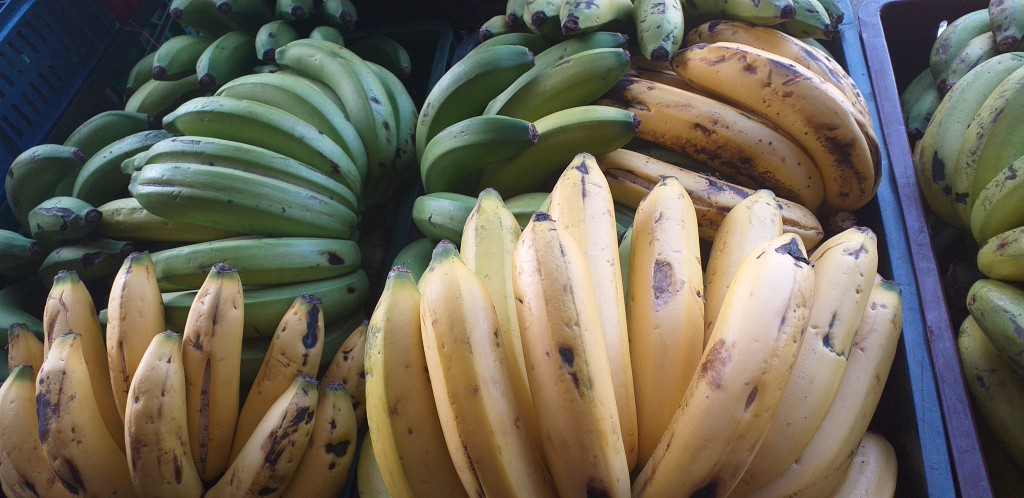 Banano criollo