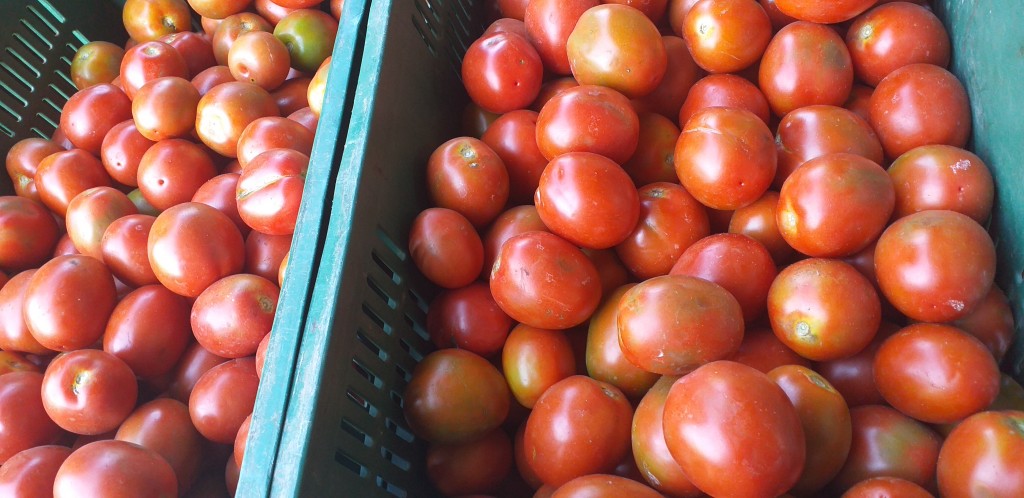 Tomate chonto 1ra