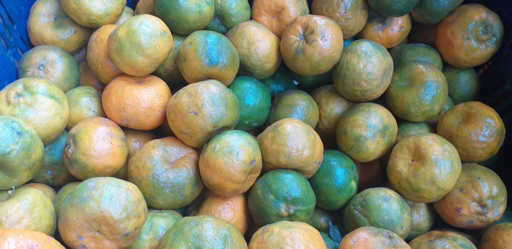 Mandarina oneco 3ra