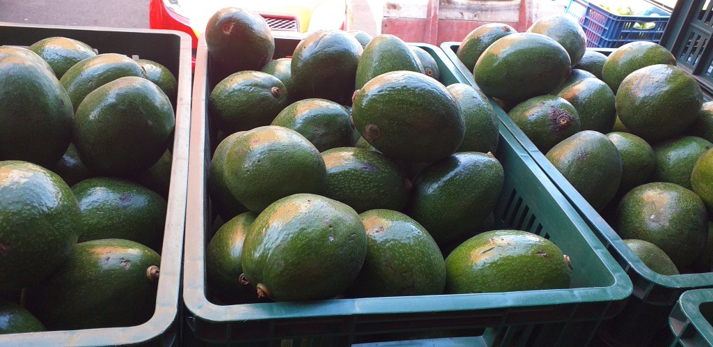 Aguacate choquette
