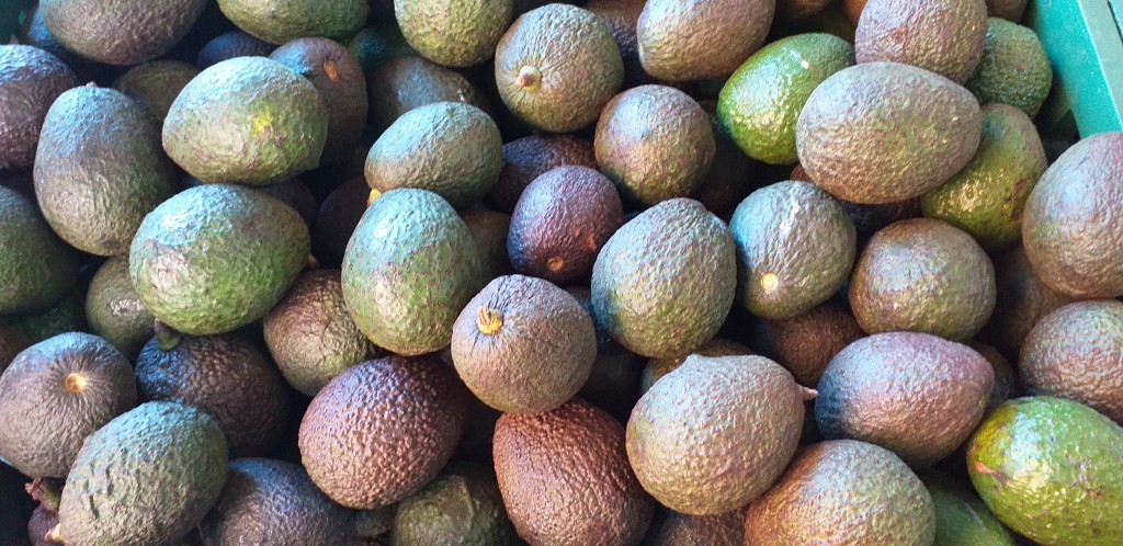 Aguacate hass