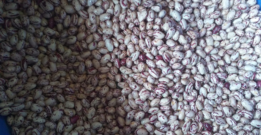 Frijol cargamanto blanco