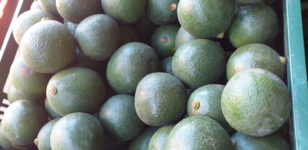 Aguacate reed