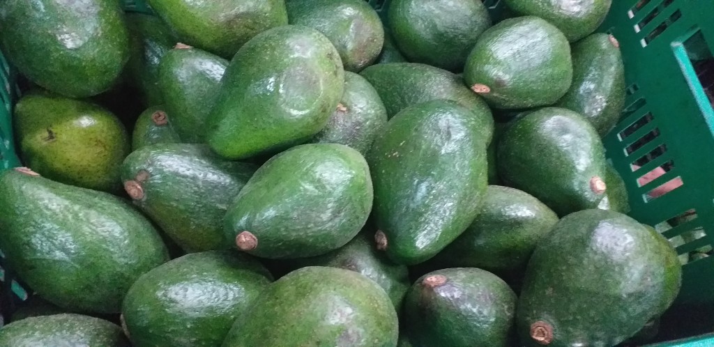 Aguacate injerto