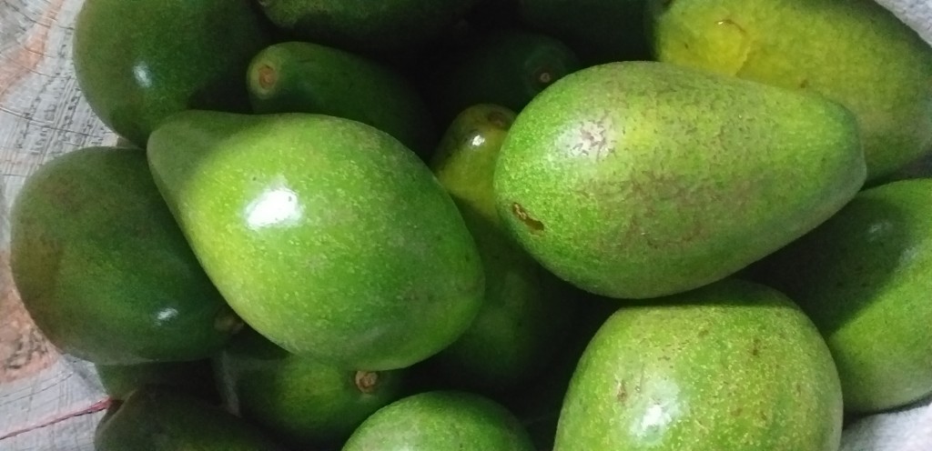 Aguacate papelillo