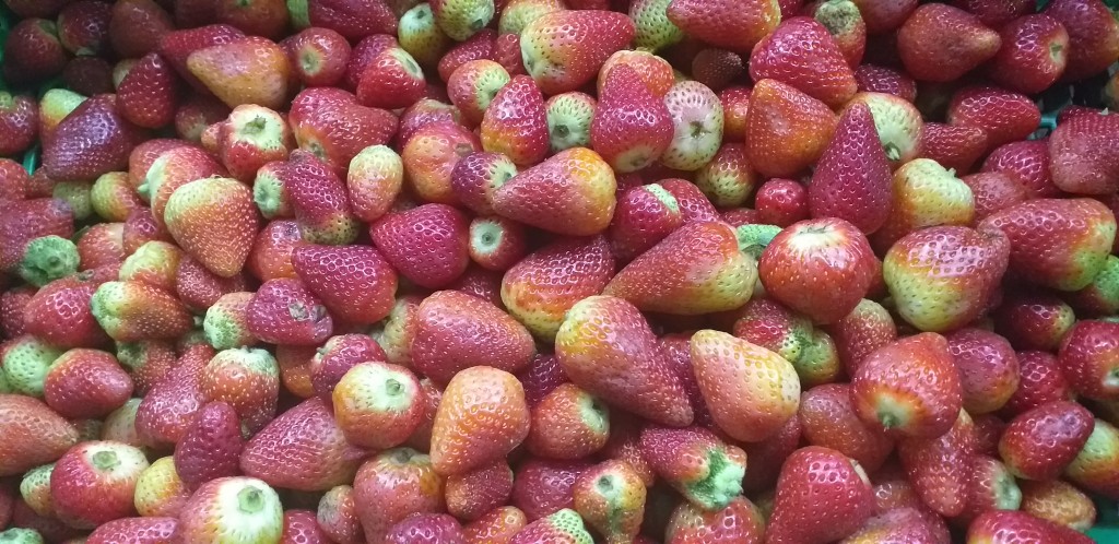 Fresa despitonada