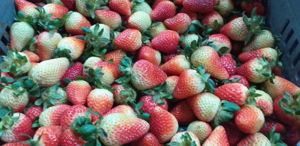 Fresa jumbo