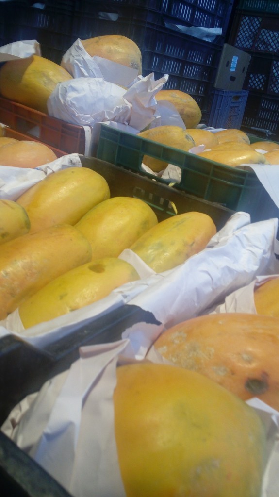 Papaya