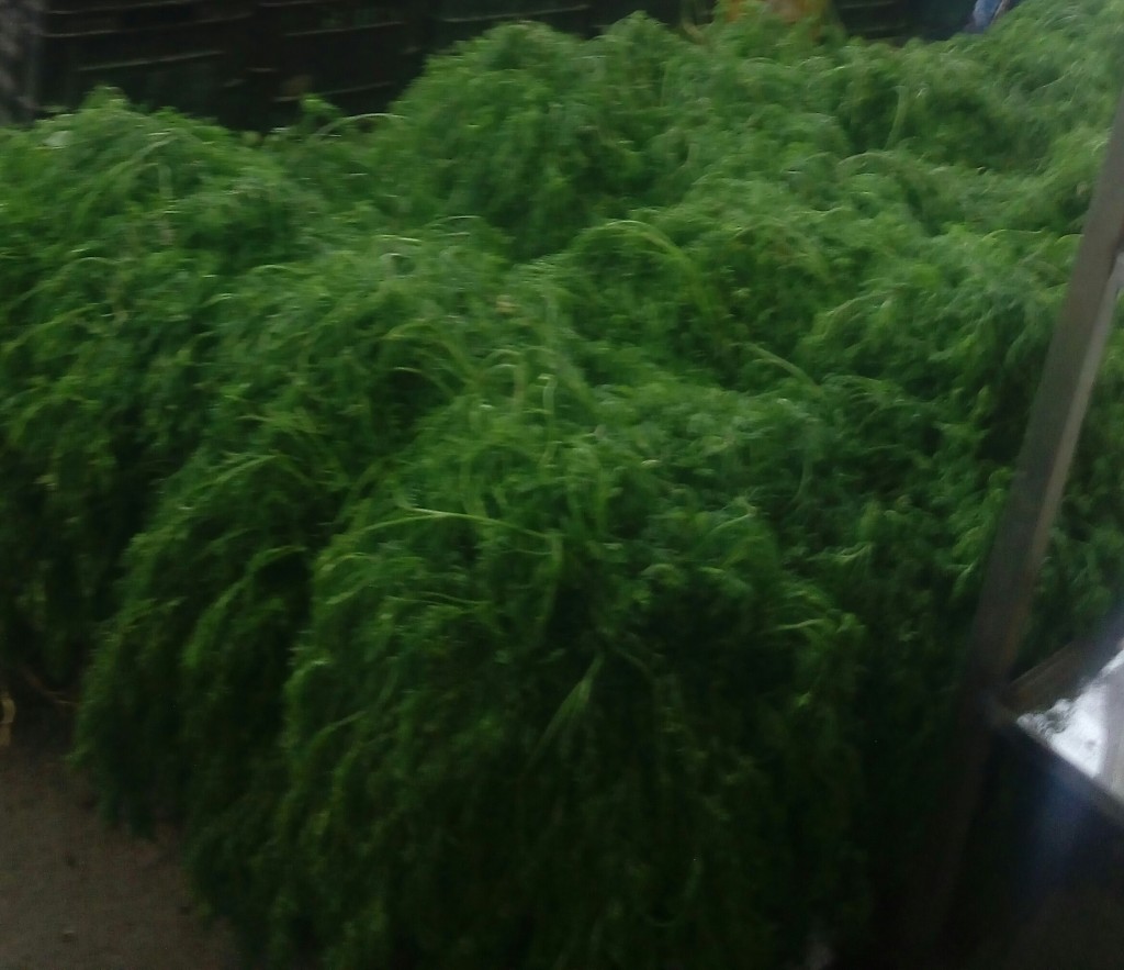 Cilantro