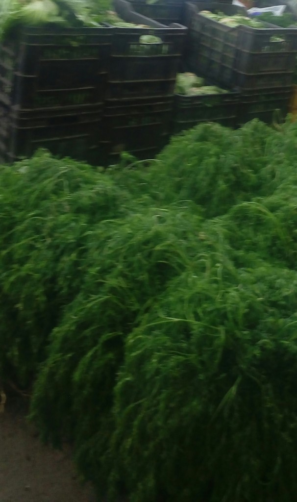 Cilantro
