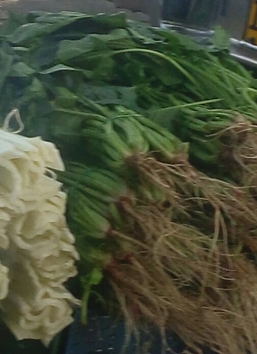 Espinacas