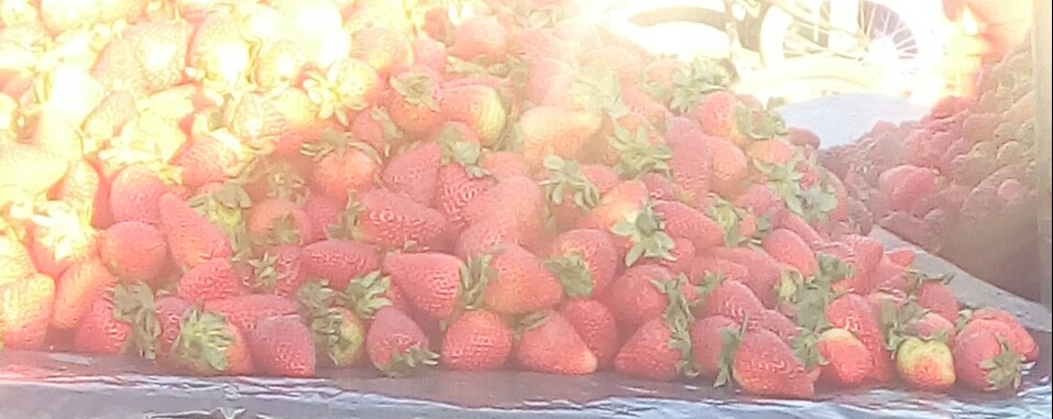 Fresas