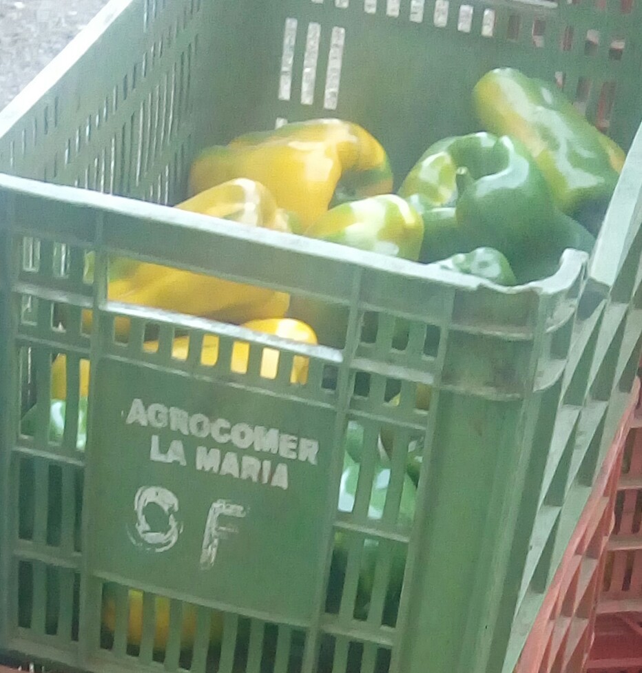 Pimenton amarillo