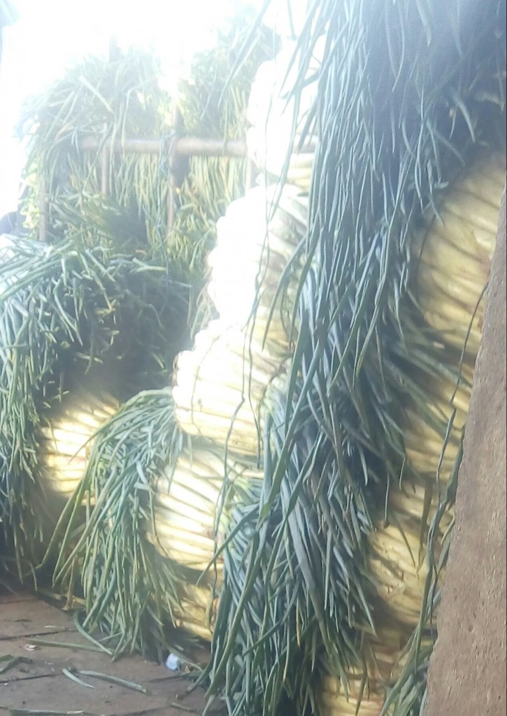 Cebolla Larga gruesa