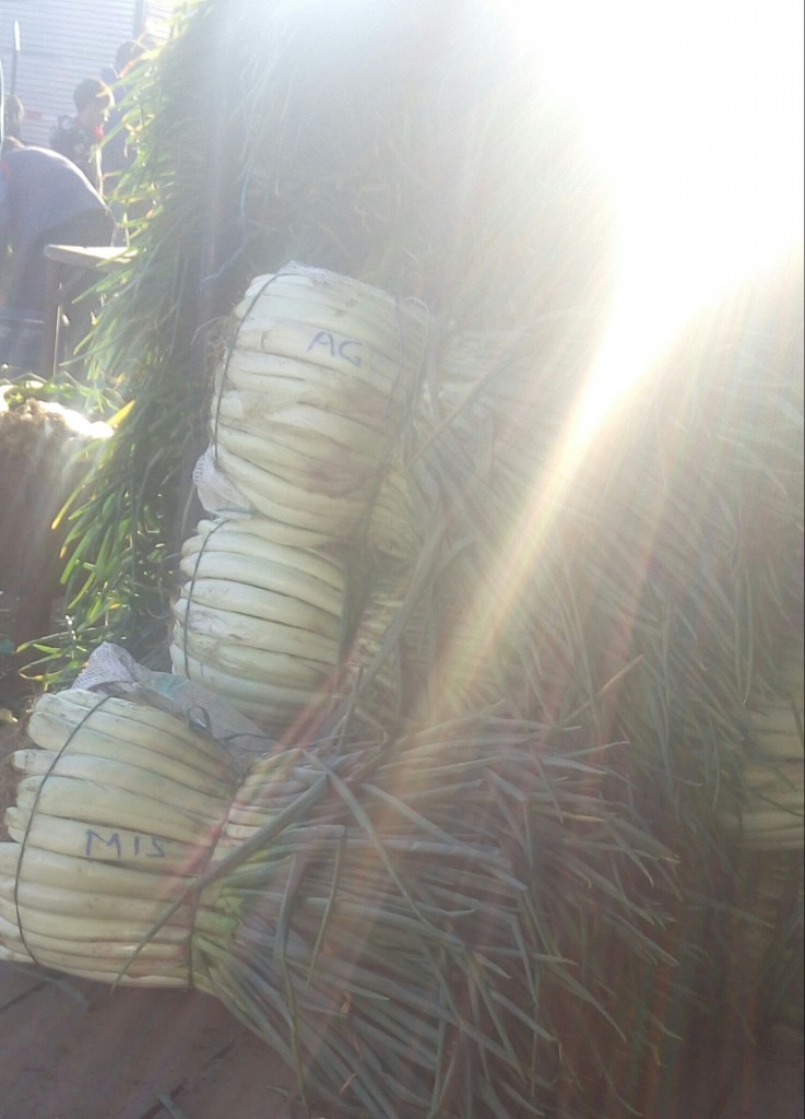 Cebolla larga