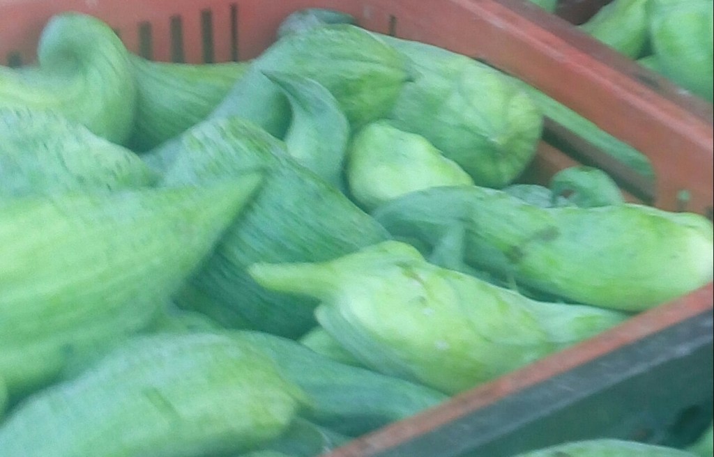 Pepino para guiso