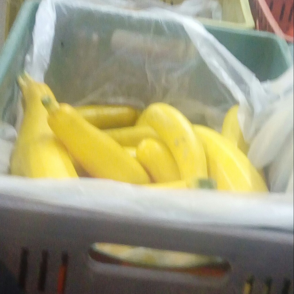 Zucchini