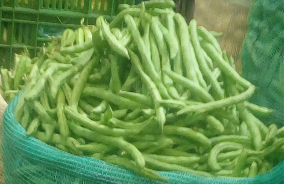 Habichuelas