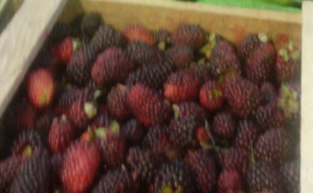 Mora