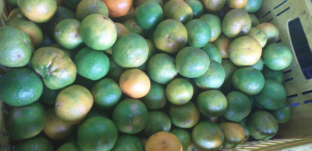 Mandarina oneco pareja
