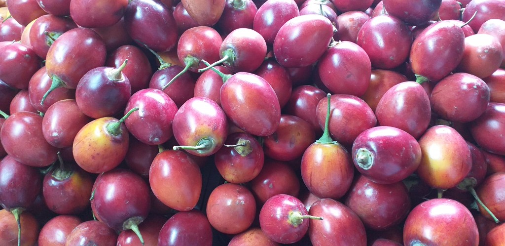 Tomate injerto