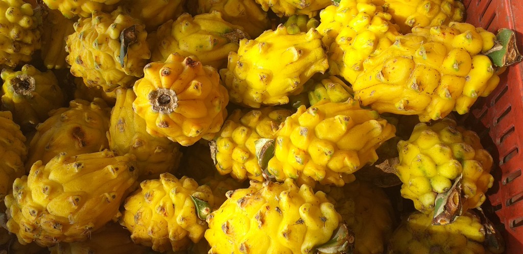 Pitahaya nacional