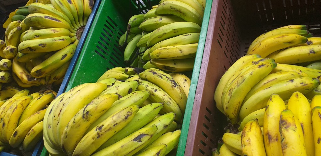 Banano criollo