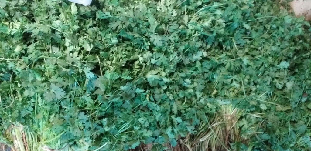 Cilantro criollo