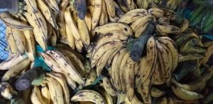 Platano maduro