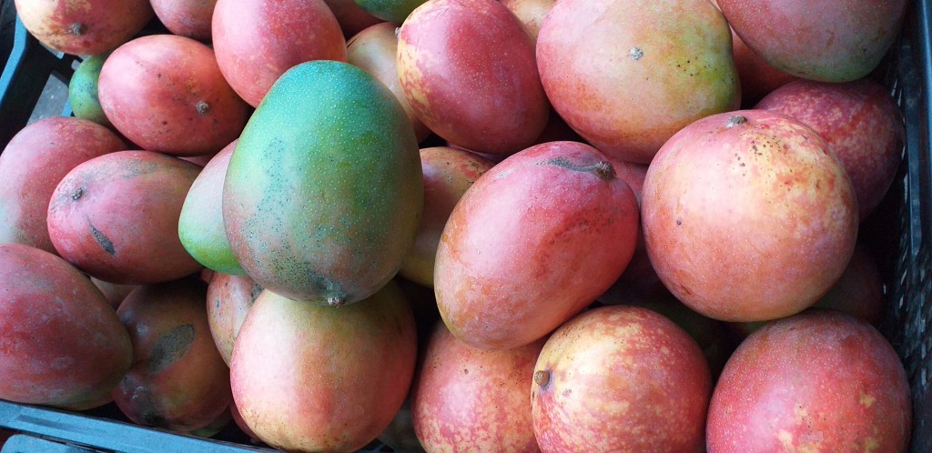 Mango farchi 1ra