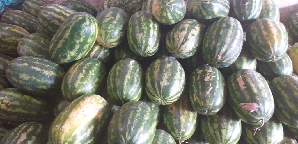 Sandia gruesa